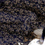Fire Blazing in the night Net Fabric (Blue, Gold, Net)